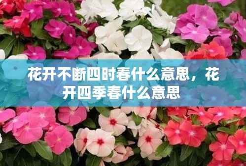 花开不断四时春什么意思,花开四季春什么意思