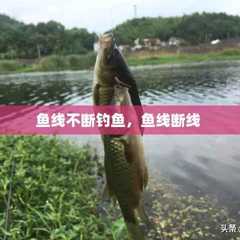 鱼线不断钓鱼,鱼线断线
