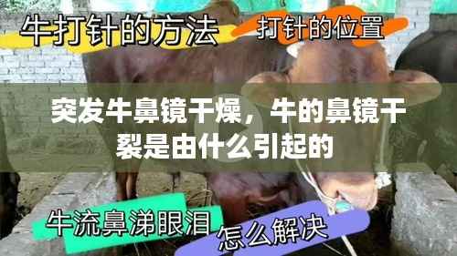 突发牛鼻镜干燥,牛的鼻镜干裂是由什么引起的