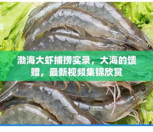 渤海大虾捕捞实录，大海的馈赠，最新视频集锦欣赏