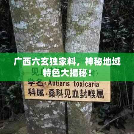 广西六玄独家料,神秘地域特色大揭秘!